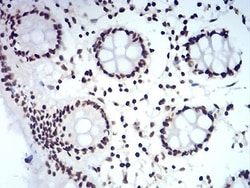 HP1 alpha Antibody (2H4E9) - BSA Free, Novus Biologicals:Antibodies:Primary