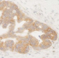 HP1 alpha Antibody, Novus Biologicals 0.1mL; Unlabeled:Antibodies, Polyclonal