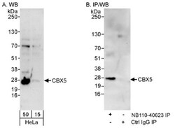 HP1 alpha Antibody, Novus Biologicals 0.1mL; Unlabeled:Antibodies, Polyclonal