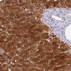 HPD Antibody, Novus Biologicals 0.1mL; Unlabeled:Antibodies, Polyclonal