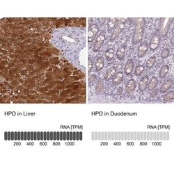 HPD Antibody, Novus Biologicals 0.1mL; Unlabeled:Antibodies, Polyclonal
