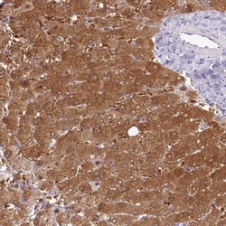 HPD Antibody, Novus Biologicals:Antibodies:Primary Antibodies
