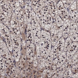HPSC152 Antibody, Novus Biologicals 0.1mL; Unlabeled:Antibodies, Polyclonal