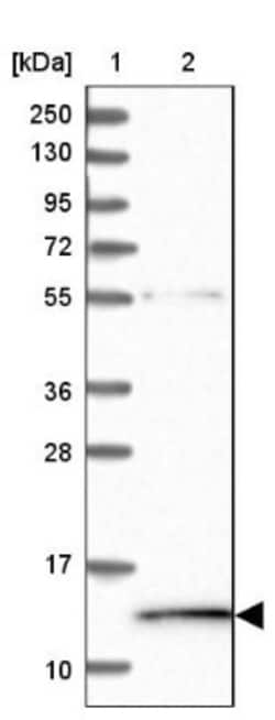 HPSC152 Antibody, Novus Biologicals 0.1mL; Unlabeled:Antibodies, Polyclonal