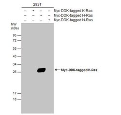 HRAS Antibody, Novus Biologicals 0.1mL:Antibodies, Polyclonal