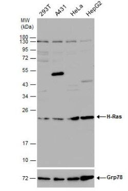 HRAS Antibody, Novus Biologicals 0.1mL:Antibodies, Polyclonal
