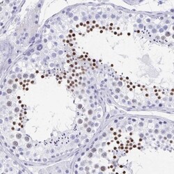 HRP-1/HDGFL1 Antibody, Novus Biologicals:Antibodies:Primary Antibodies