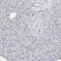 HRSP12 Antibody, Novus Biologicals 25 &mu;L; Unlabeled:Antibodies, Polyclonal