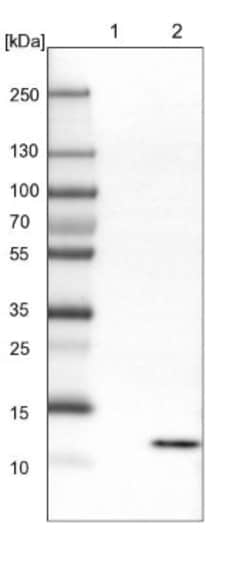 HRSP12 Antibody, Novus Biologicals 25 &mu;L; Unlabeled:Antibodies, Polyclonal
