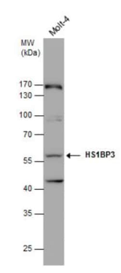 HS1BP3 Antibody, Novus Biologicals 0.1mg; Unlabeled:Antibodies, Polyclonal
