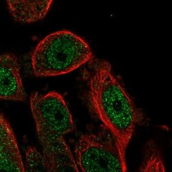 HSBP1L1 Antibody, Novus Biologicals 0.1mL; Unlabeled:Antibodies, Polyclonal
