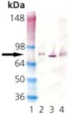 HSPA8/HSC71/Hsc70 Antibody (1D9), Novus Biologicals 0.025 mg; Unconjugated:Antibodies,