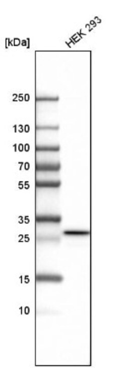 HSD17B12 Antibody, Novus Biologicals:Antibodies:Primary Antibodies