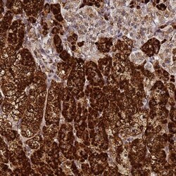HSP10/EPF Antibody, Novus Biologicals:Antibodies:Primary Antibodies