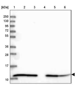 HSP10/EPF Antibody, Novus Biologicals:Antibodies:Primary Antibodies