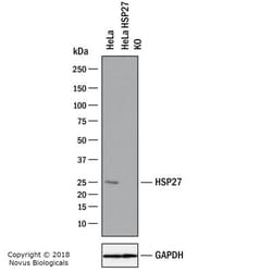 HSP27 Antibody (6H11), Novus Biologicals 0.025mL; Unlabeled:Antibodies,