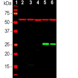 HSP27 Antibody (6H11), Novus Biologicals 0.025mL; Unlabeled:Antibodies,