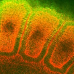 HSP27 Antibody (8A7), Novus Biologicals 0.1mg; Unlabeled:Antibodies, Monoclonal