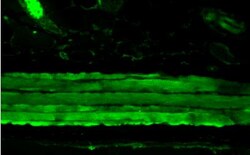 HSP27 Antibody (8A7), Novus Biologicals 0.1mg; Unlabeled:Antibodies, Monoclonal