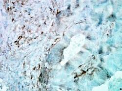 HSP27 Antibody (8A7), Novus Biologicals 0.1mg; Unlabeled:Antibodies, Monoclonal