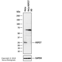 HSP27 Antibody (8A7), Novus Biologicals 0.1mg; Unlabeled:Antibodies, Monoclonal
