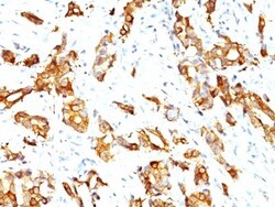 HSP27 Antibody (HSPB1/774), Novus Biologicals 0.2mg; Unlabeled:Antibodies,