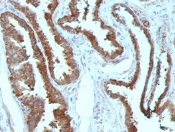 HSP27 Antibody (HSPB1/774), Novus Biologicals 0.2mg; Unlabeled:Antibodies,