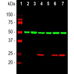HSP27 Antibody, Novus Biologicals:Antibodies:Primary Antibodies
