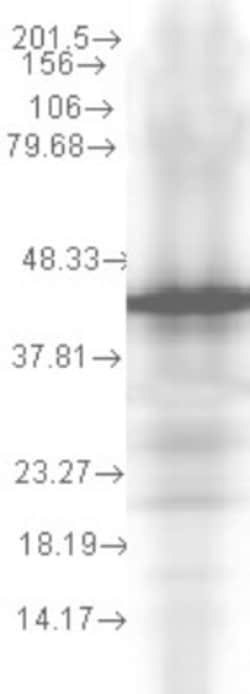 HSP40/DNAJB1 Antibody (2A7.H6), Novus Biologicals 0.1mg; Unlabeled:Antibodies,