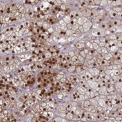 HSP40/DNAJB1 Antibody, Novus Biologicals 0.1mL; Unlabeled:Antibodies, Polyclonal