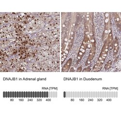 HSP40/DNAJB1 Antibody, Novus Biologicals 0.1mL; Unlabeled:Antibodies, Polyclonal