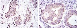 HSP60 Antibody (3G8), Novus Biologicals:Antibodies:Primary Antibodies