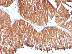 HSP60 Antibody (HSPD1/780), Novus Biologicals 0.2mg; Unlabeled:Antibodies,
