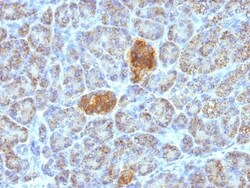 HSP60 Antibody (HSPD1/780), Novus Biologicals 0.2mg; Unlabeled:Antibodies,