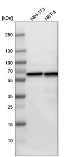 HSP60 Antibody, Novus Biologicals 25 &mu;L; Unlabeled:Antibodies, Polyclonal