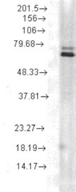 HSP70/HSPA1A Antibody (5A5), Novus Biologicals 0.1mg; Unlabeled:Antibodies,