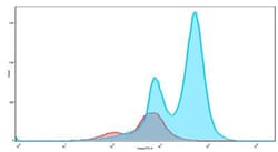 HSP70/HSPA1A Antibody - BSA Free, Novus Biologicals:Antibodies:Primary