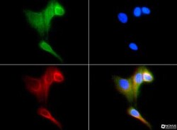 HSP70/HSPA1A Antibody - BSA Free, Novus Biologicals:Antibodies:Primary