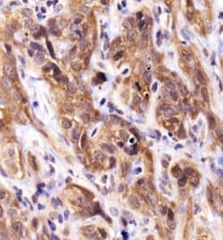 HSP70/HSPA1A Antibody - BSA Free, Novus Biologicals:Antibodies:Primary