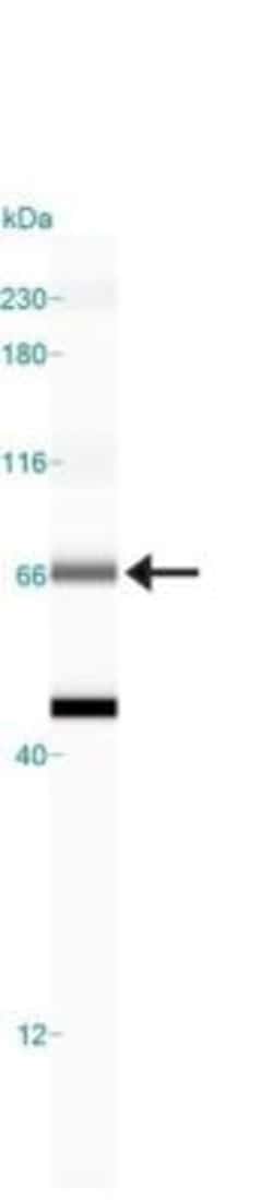 HSP70/HSPA1A Antibody - BSA Free, Novus Biologicals:Antibodies:Primary