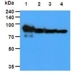 HSP90 Antibody (4F10) - BSA Free, Novus Biologicals 0.1mL; Unlabeled:Antibodies,