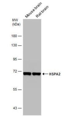 HSPA2 Antibody, Novus Biologicals 0.1mL; Unlabeled:Antibodies, Polyclonal