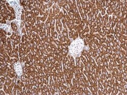 HSPA8/HSC71/Hsc70 Antibody, Novus Biologicals 0.1 mL | Buy Online | Novus Biologicals | Fisher Scientific