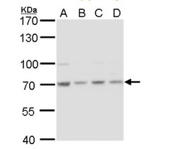 HSPA8/HSC71/Hsc70 Antibody, Novus Biologicals 0.1 mL | Buy Online | Novus Biologicals | Fisher Scientific