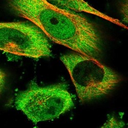 HSPH1/HSP105 Antibody, Novus Biologicals:Antibodies:Primary Antibodies