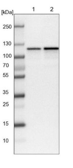 HSPH1/HSP105 Antibody, Novus Biologicals:Antibodies:Primary Antibodies