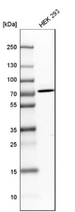 HTF9C Antibody, Novus Biologicals 0.1mL; Unlabeled:Antibodies, Polyclonal