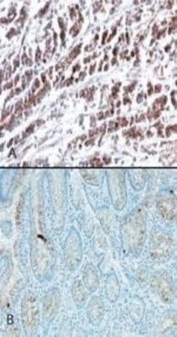 HTRA2/Omi Antibody (196C429), Novus Biologicals:Antibodies:Primary Antibodies