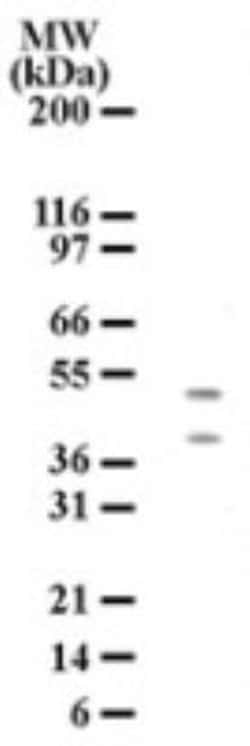 HTRA2/Omi Antibody (196C429), Novus Biologicals:Antibodies:Primary Antibodies