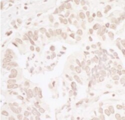 HUWE1 Antibody, Novus Biologicals 0.1mL; Unlabeled:Antibodies, Polyclonal